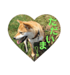 柴犬さつき（個別スタンプ：20）