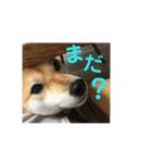 柴犬さつき（個別スタンプ：21）