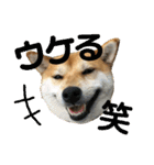 柴犬さつき（個別スタンプ：22）