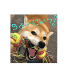 柴犬さつき（個別スタンプ：23）