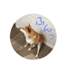 柴犬さつき（個別スタンプ：24）