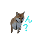 柴犬さつき（個別スタンプ：25）