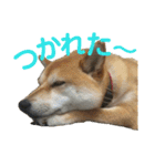 柴犬さつき（個別スタンプ：28）
