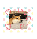 柴犬さつき（個別スタンプ：30）