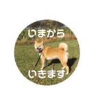 柴犬さつき（個別スタンプ：31）