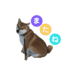 柴犬さつき（個別スタンプ：32）