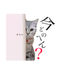 ゆずとミル【ちっちゃいものクラブ】その1（個別スタンプ：13）