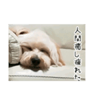 かわいい犬面白いコメント（個別スタンプ：1）