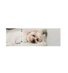 かわいい犬面白いコメント（個別スタンプ：3）