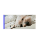 かわいい犬面白いコメント（個別スタンプ：4）