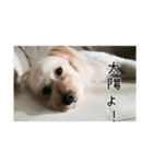 かわいい犬面白いコメント（個別スタンプ：5）