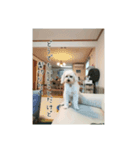 かわいい犬面白いコメント（個別スタンプ：6）