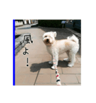 かわいい犬面白いコメント（個別スタンプ：8）