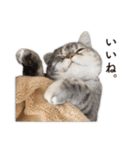 ちまきと一緒。（個別スタンプ：8）