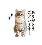 ちまきと一緒。（個別スタンプ：11）