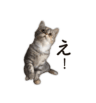 ちまきと一緒。（個別スタンプ：15）