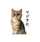 ちまきと一緒。（個別スタンプ：16）
