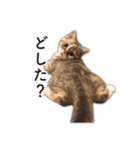 ちまきと一緒。（個別スタンプ：25）
