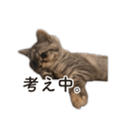 ちまきと一緒。（個別スタンプ：37）