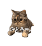 ちまきと一緒。（個別スタンプ：38）