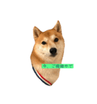 柴犬サーくん賀正あり（個別スタンプ：1）