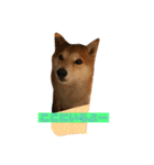柴犬サーくん賀正あり（個別スタンプ：2）
