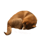 柴犬サーくん賀正あり（個別スタンプ：3）