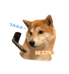 柴犬サーくん賀正あり（個別スタンプ：4）