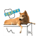柴犬サーくん賀正あり（個別スタンプ：5）