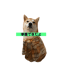 柴犬サーくん賀正あり（個別スタンプ：6）
