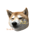 柴犬サーくん賀正あり（個別スタンプ：7）