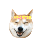 柴犬サーくん賀正あり（個別スタンプ：8）