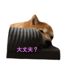 柴犬サーくん賀正あり（個別スタンプ：10）