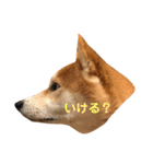 柴犬サーくん賀正あり（個別スタンプ：11）