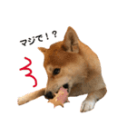 柴犬サーくん賀正あり（個別スタンプ：12）