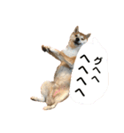 柴犬サーくん賀正あり（個別スタンプ：13）