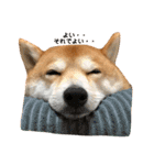 柴犬サーくん賀正あり（個別スタンプ：14）