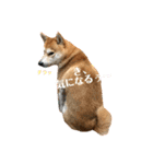 柴犬サーくん賀正あり（個別スタンプ：15）