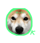 柴犬サーくん賀正あり（個別スタンプ：16）