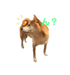 柴犬サーくん賀正あり（個別スタンプ：17）
