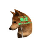 柴犬サーくん賀正あり（個別スタンプ：19）