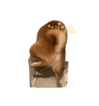 柴犬サーくん賀正あり（個別スタンプ：20）
