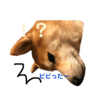 柴犬サーくん賀正あり（個別スタンプ：21）