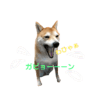 柴犬サーくん賀正あり（個別スタンプ：22）