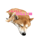 柴犬サーくん賀正あり（個別スタンプ：23）