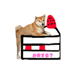 柴犬サーくん賀正あり（個別スタンプ：24）