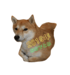 柴犬サーくん賀正あり（個別スタンプ：26）