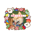 柴犬サーくん賀正あり（個別スタンプ：27）