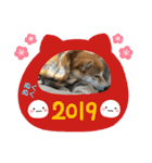 柴犬サーくん賀正あり（個別スタンプ：30）