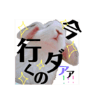 うさぎのリンク 日常使いに便利です（個別スタンプ：5）